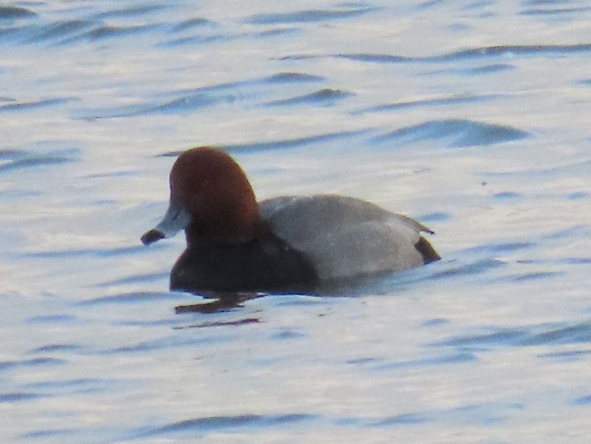 Fuligule à tête rouge - ML647841051