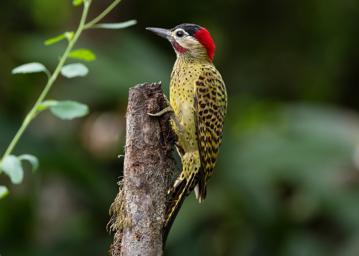 Pic vert et noir - ML647841052