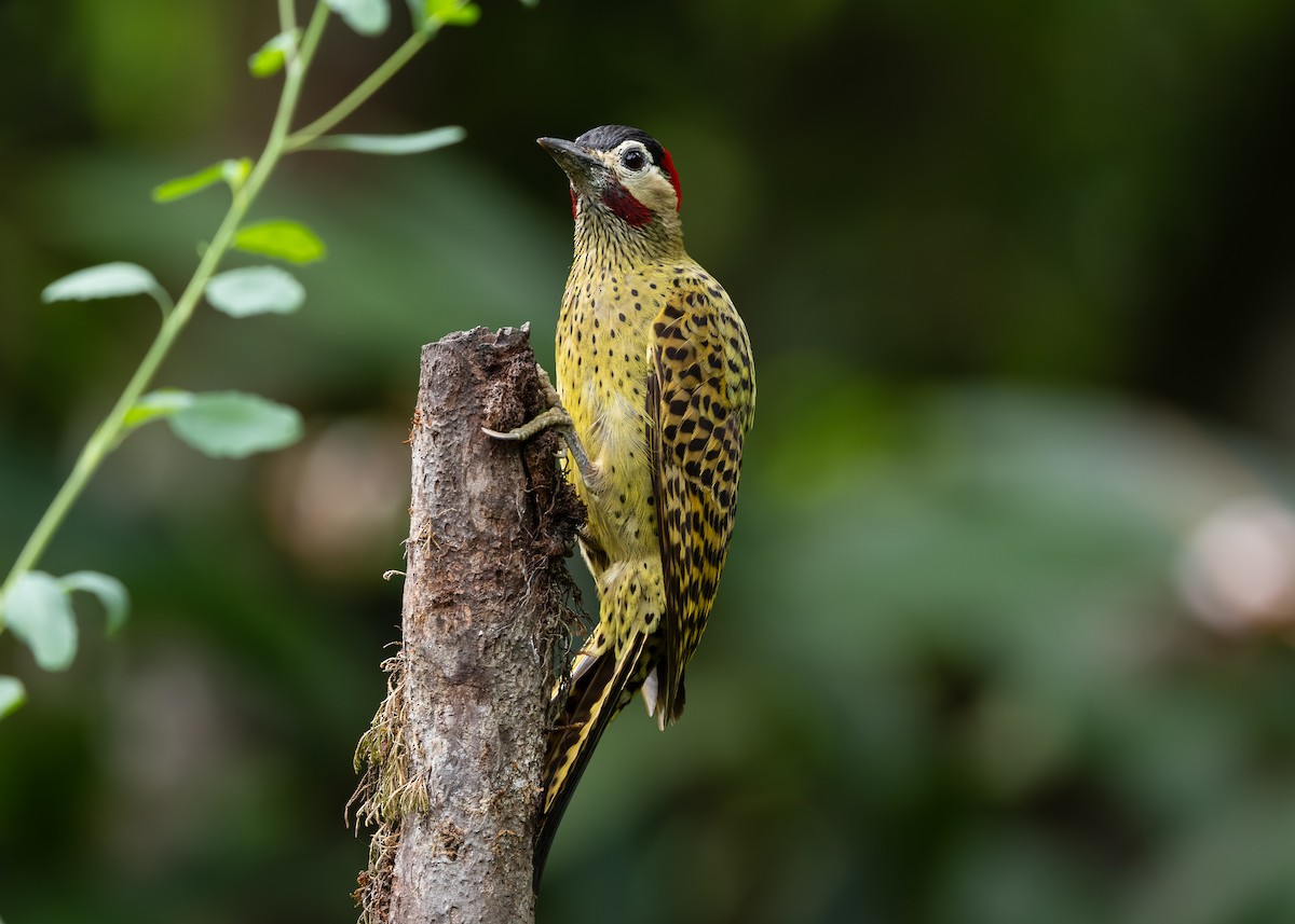 Pic vert et noir - ML647841053