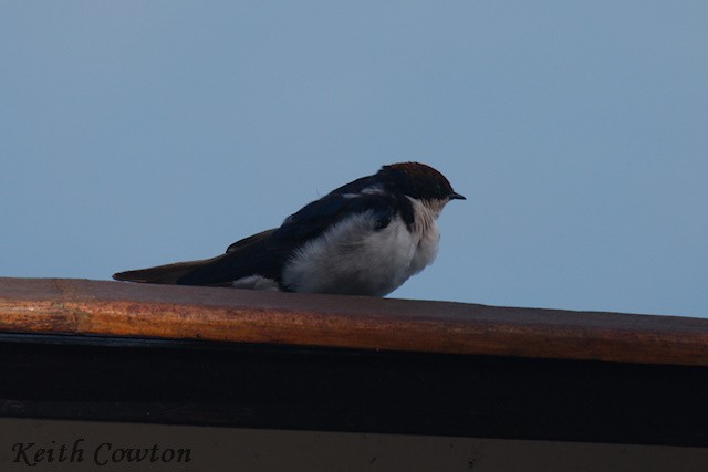 Hirondelle à longs brins - ML647841054