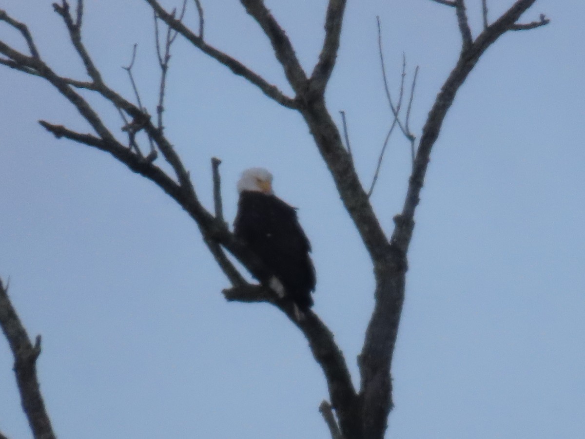 Pygargue à tête blanche - ML647841056