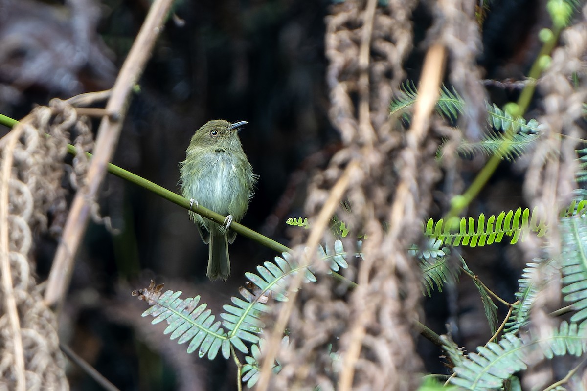 Todirostre de Bolivie - ML647841057