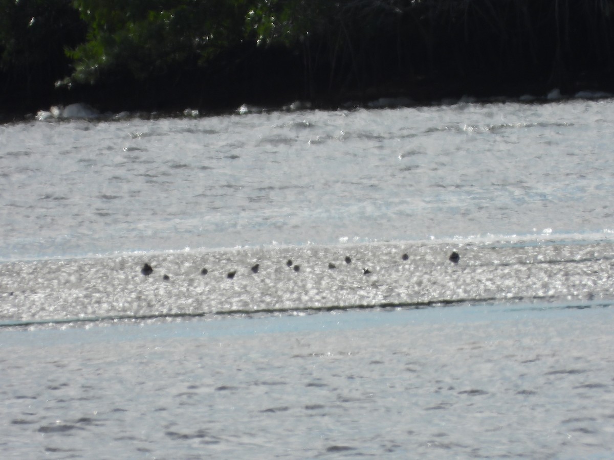 limicole sp. - ML647841060