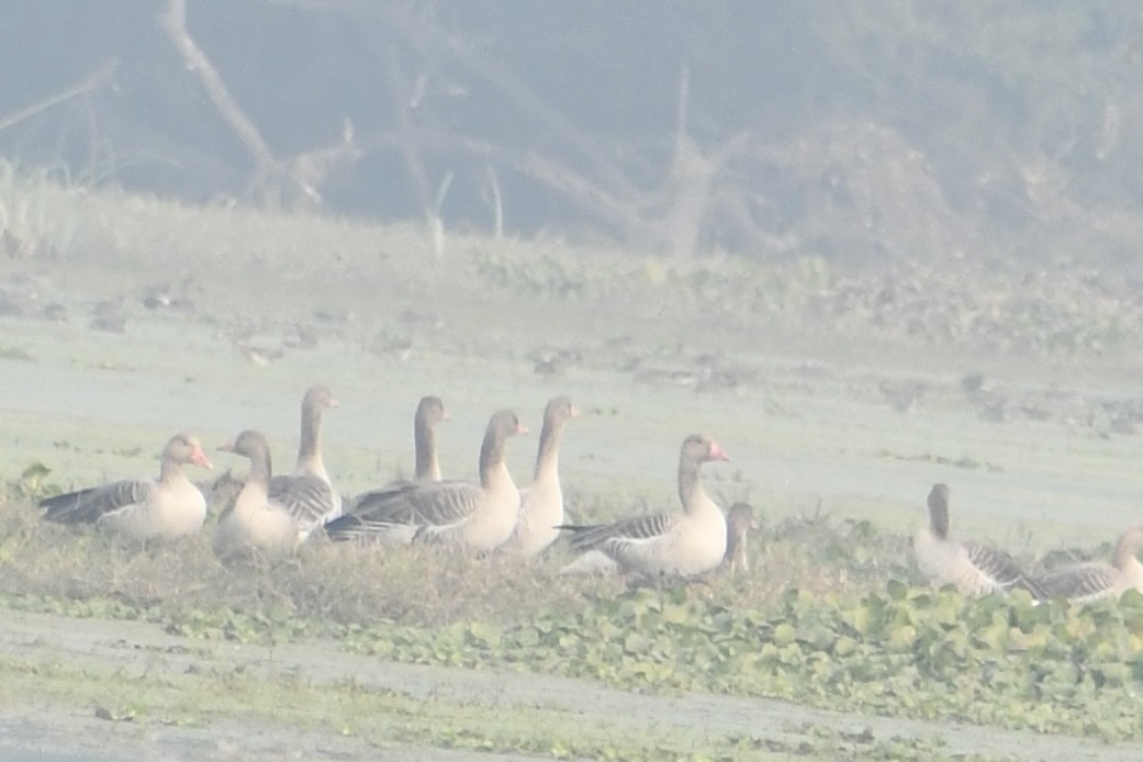 Graylag Goose - ML647841073