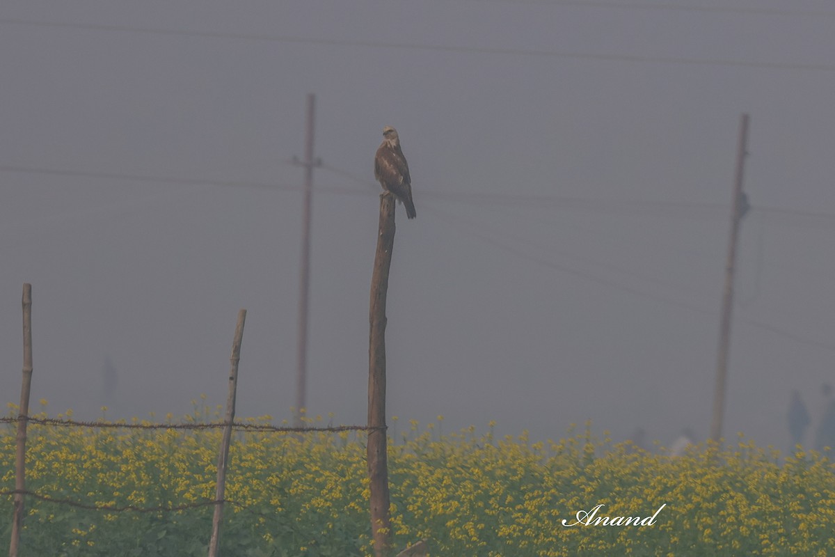 ニシオオノスリ - ML647841079