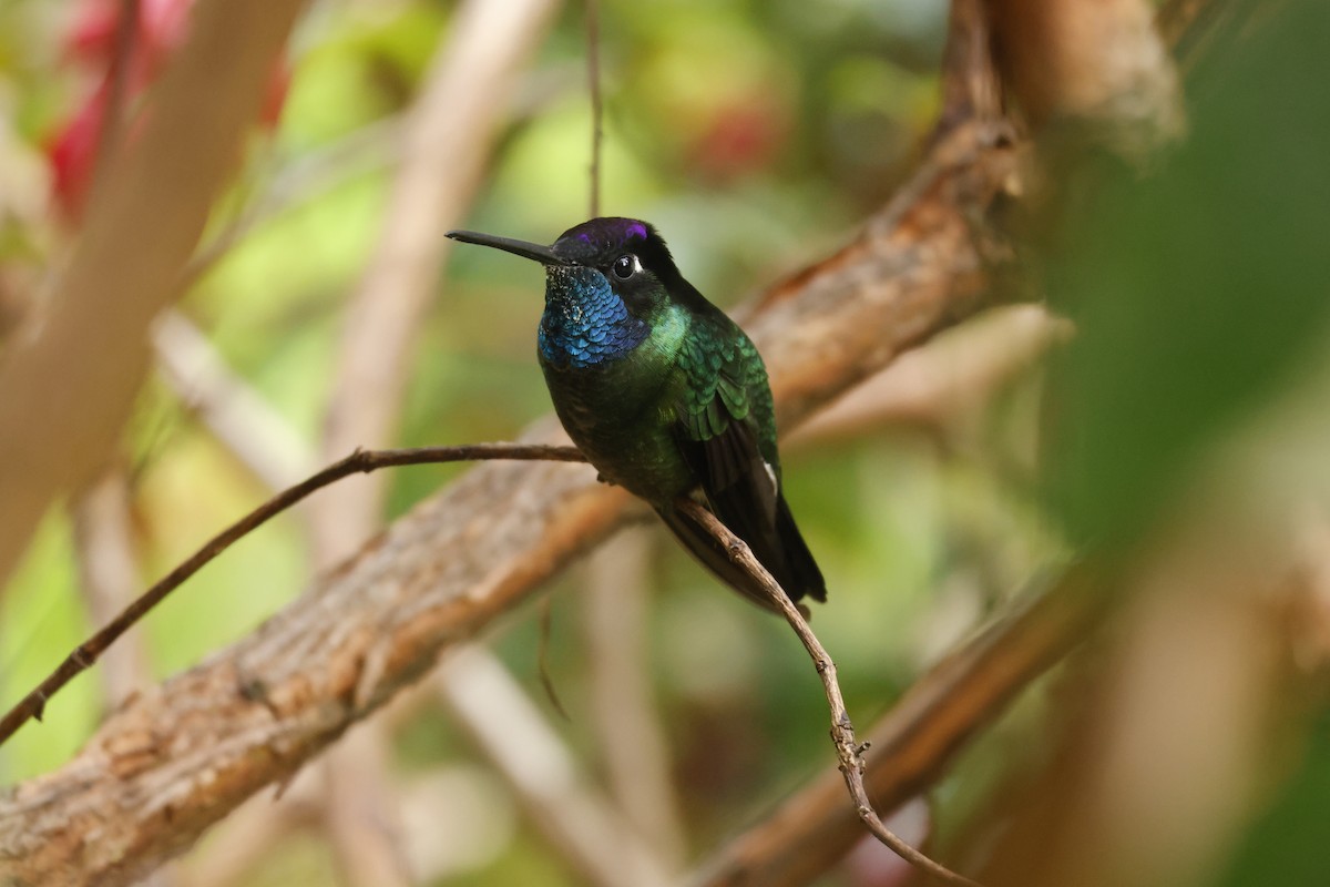 Talamanca Hummingbird - ML647841092