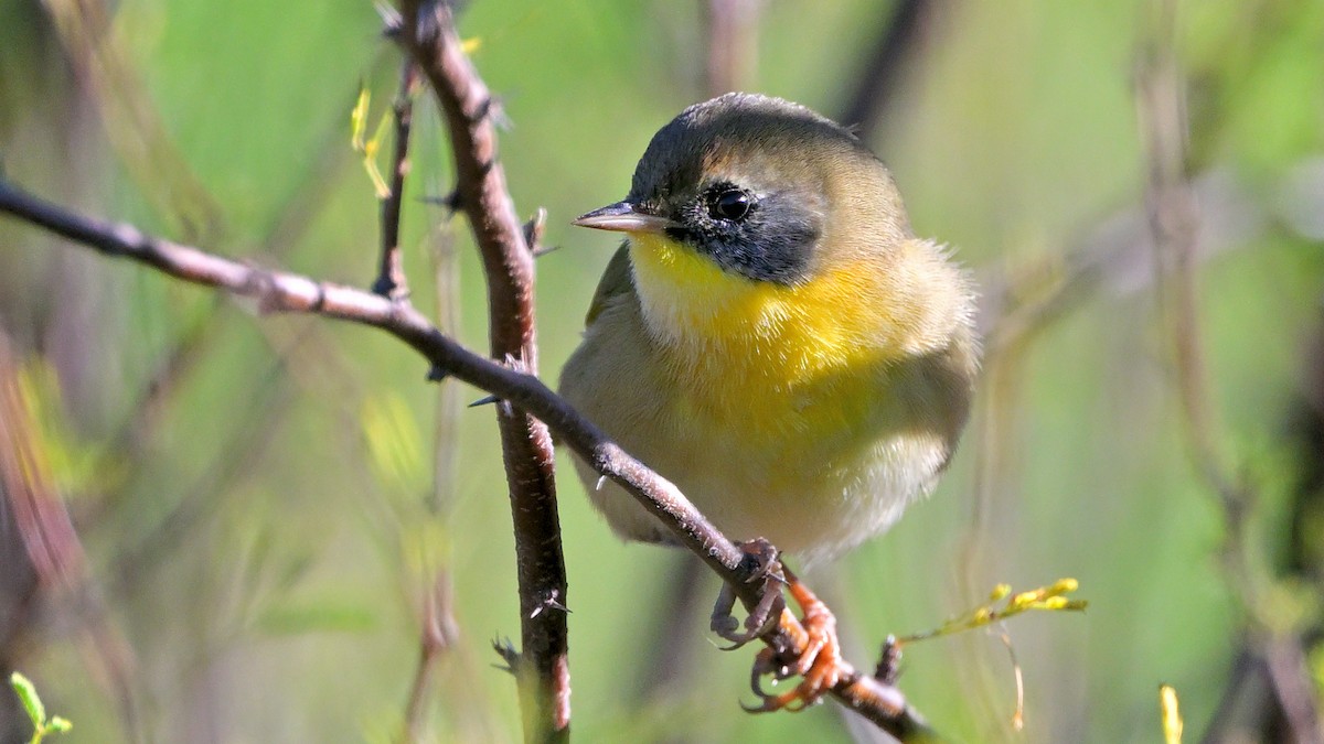 Common Yellowthroat - ML647841096
