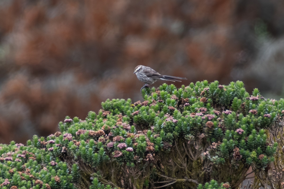 Andean Tit-Spinetail - ML647841103