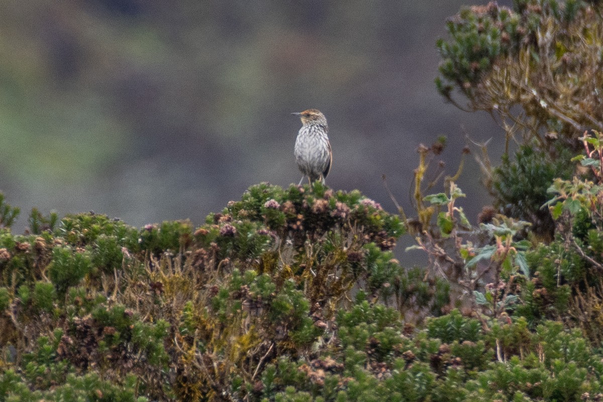 Many-striped Canastero - ML647841106