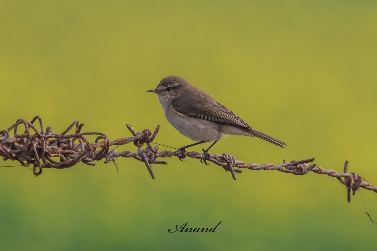 עלווית חורף - ML647841109