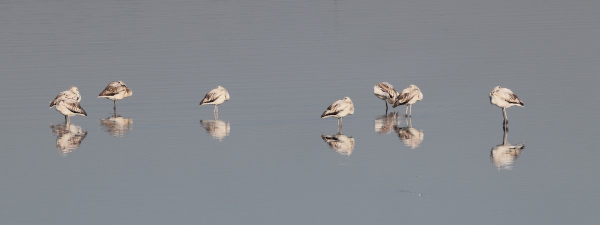 פלמינגו גדול - ML647841111