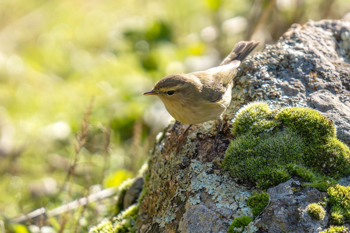 עלווית חורף - ML647841113