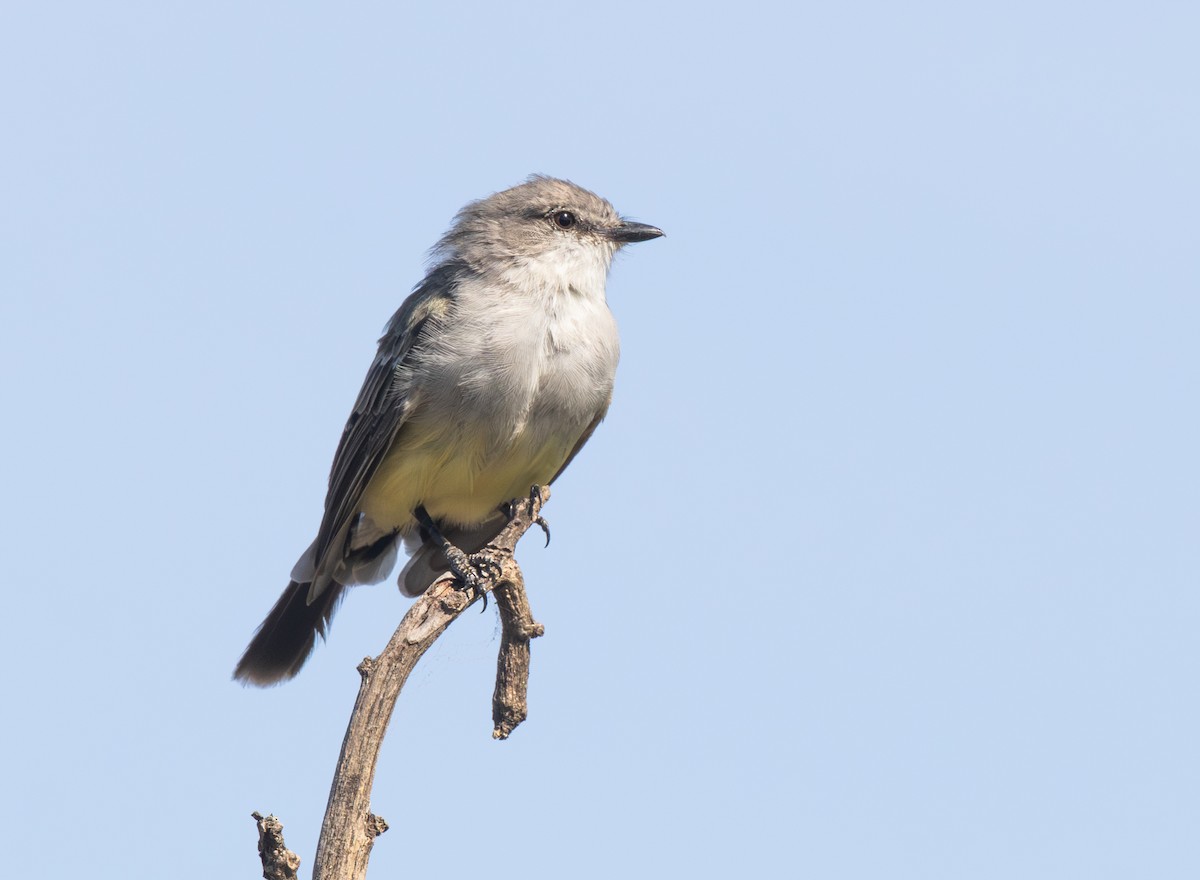 Chapada Flycatcher - ML647841119