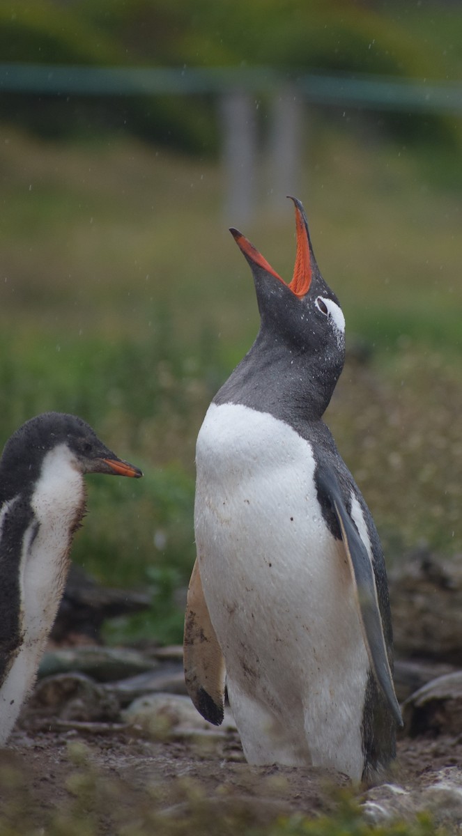 Gentoo Penguin - ML647841122
