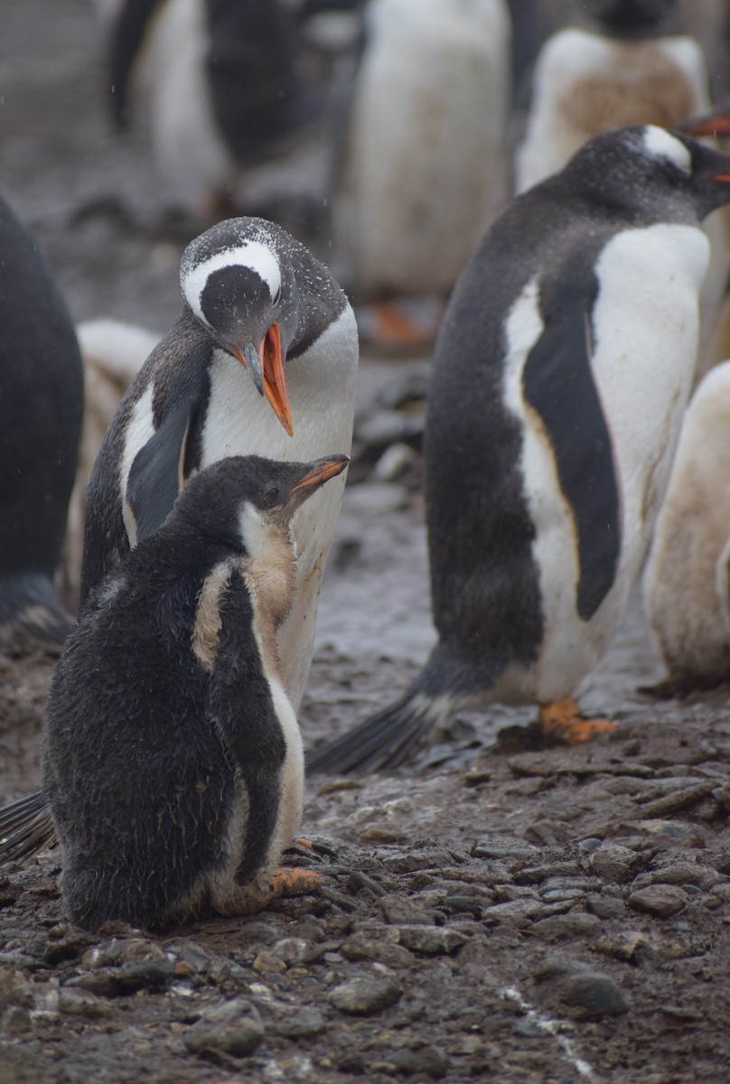 Gentoo Penguin - ML647841123