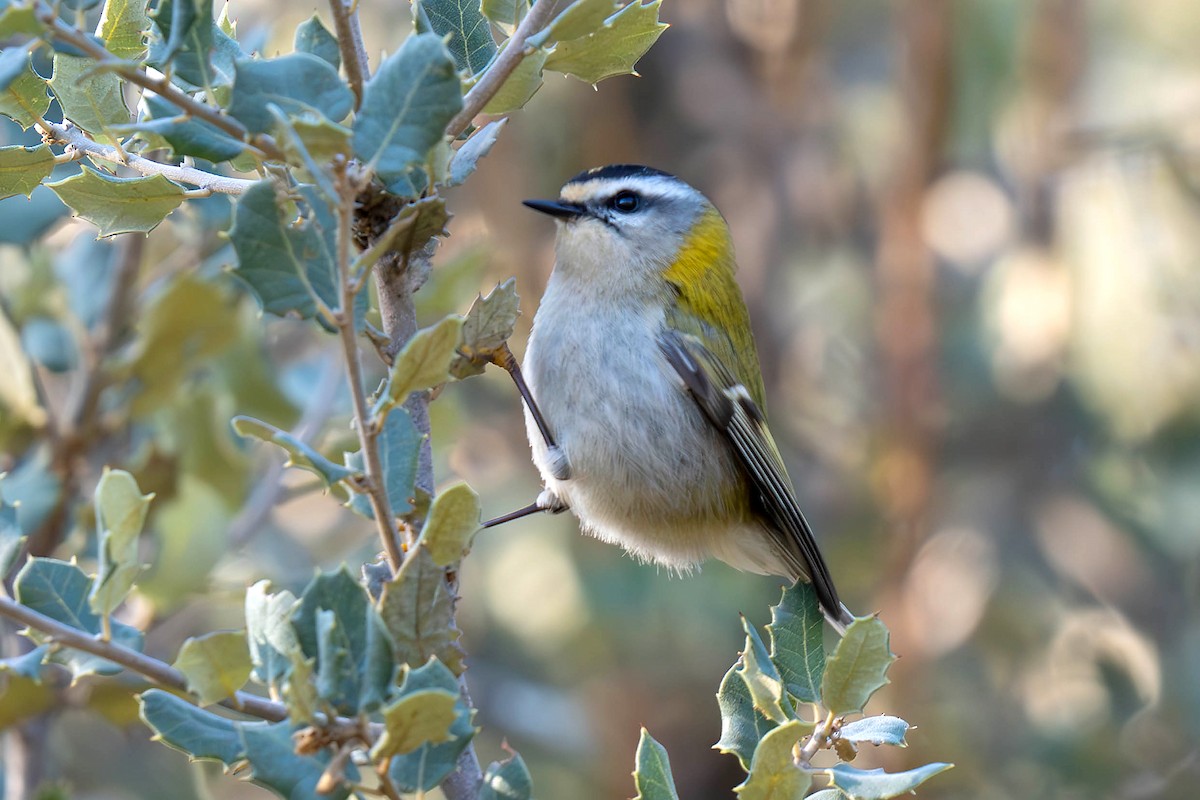 מלכילון לבן-גבות - ML647841124