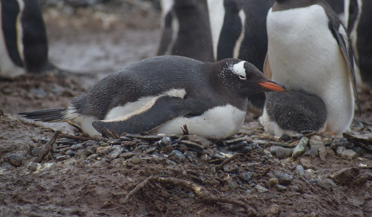 Gentoo Penguin - ML647841125