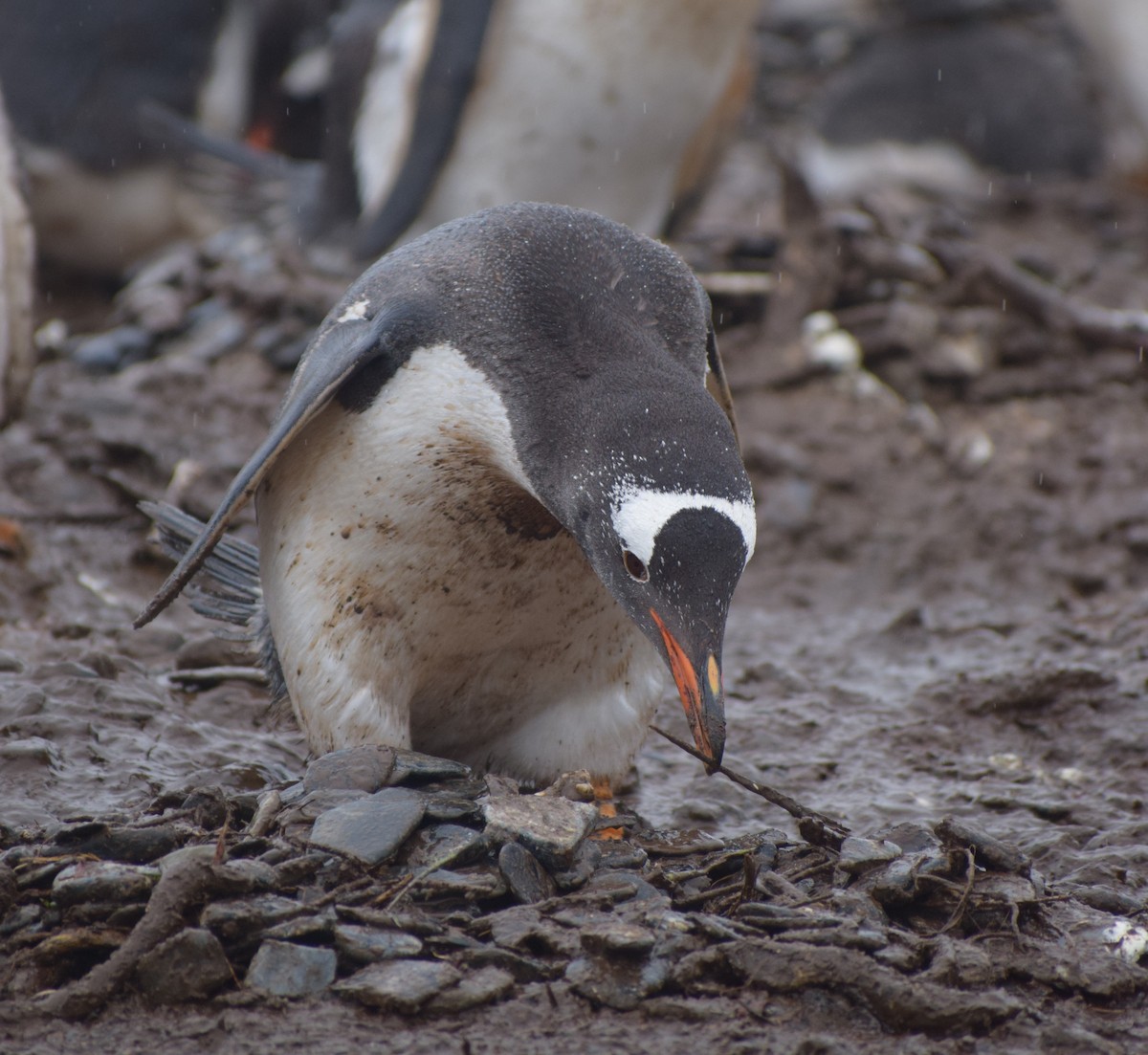 Gentoo Penguin - ML647841126