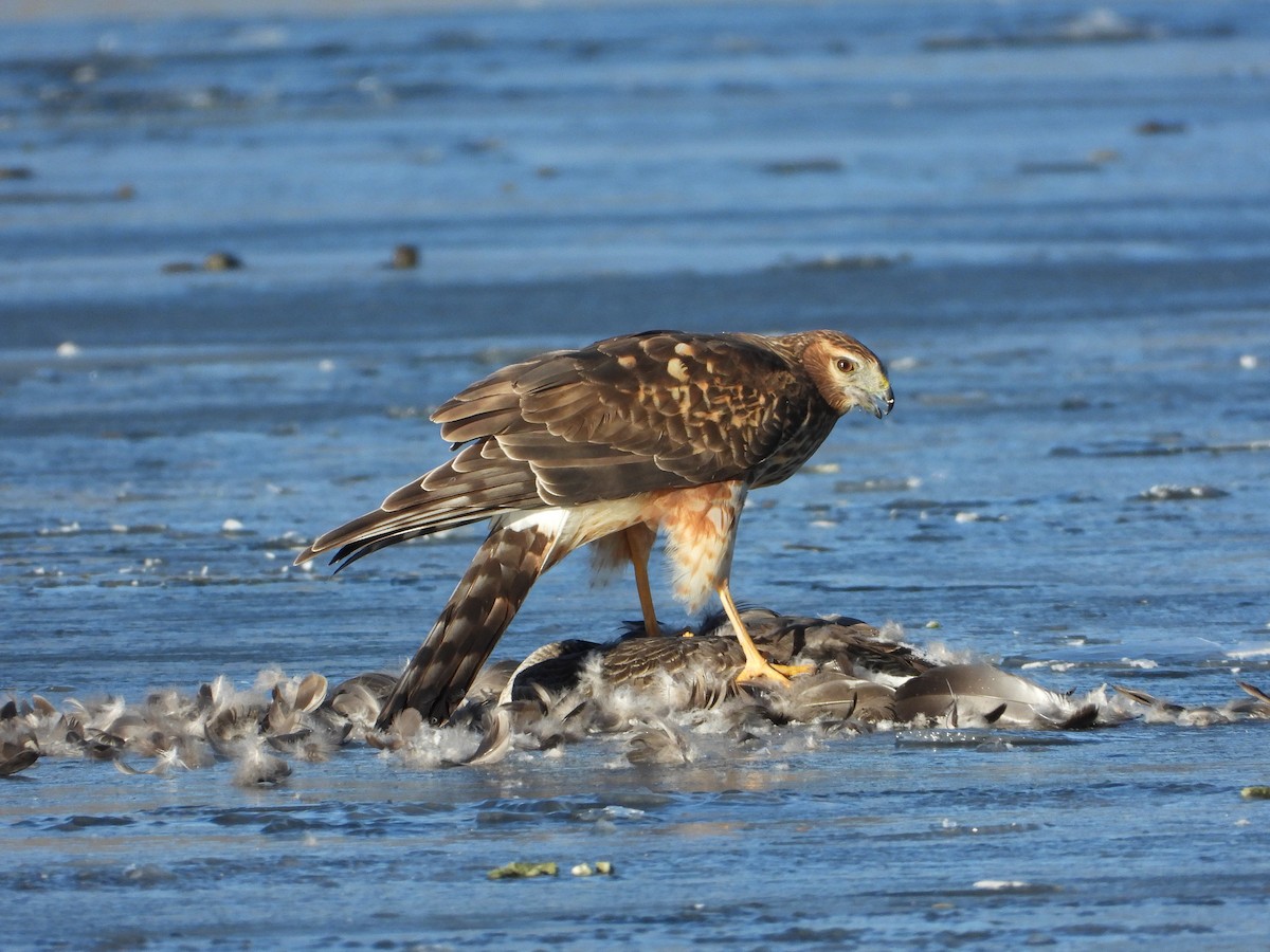 זרון אמריקני - ML647841131