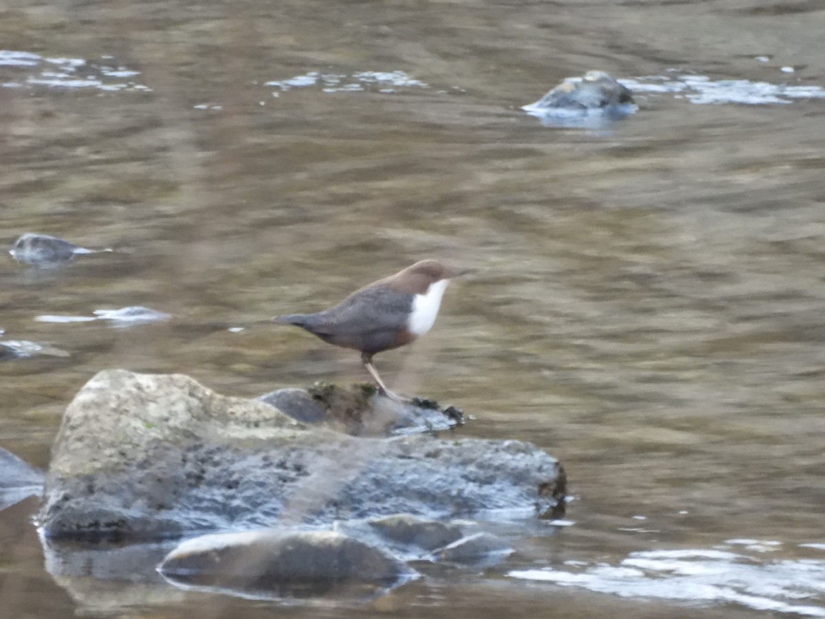 אמודאי הנחלים - ML647841132
