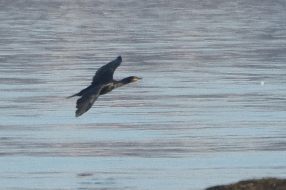 קורמורן גדול - ML647841133