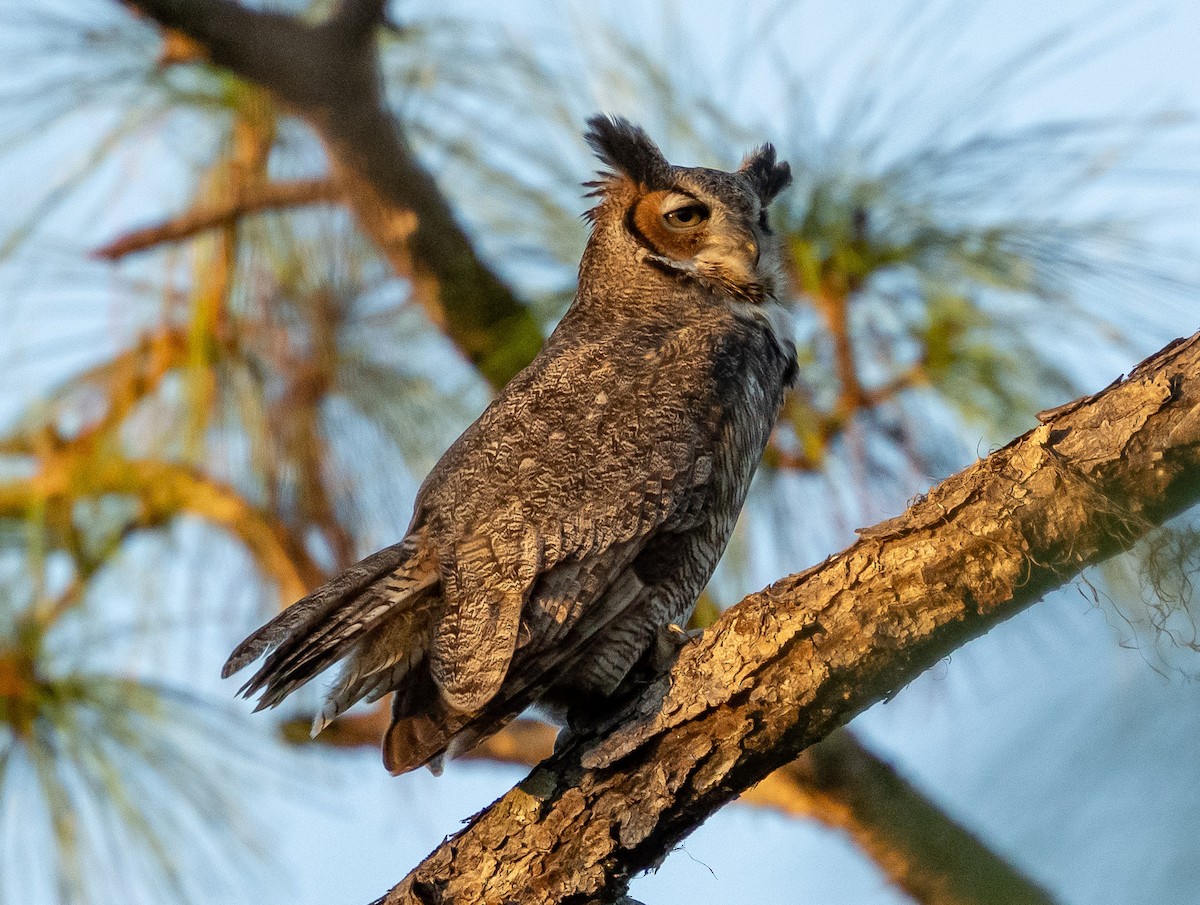 Great Horned Owl - ML647841134