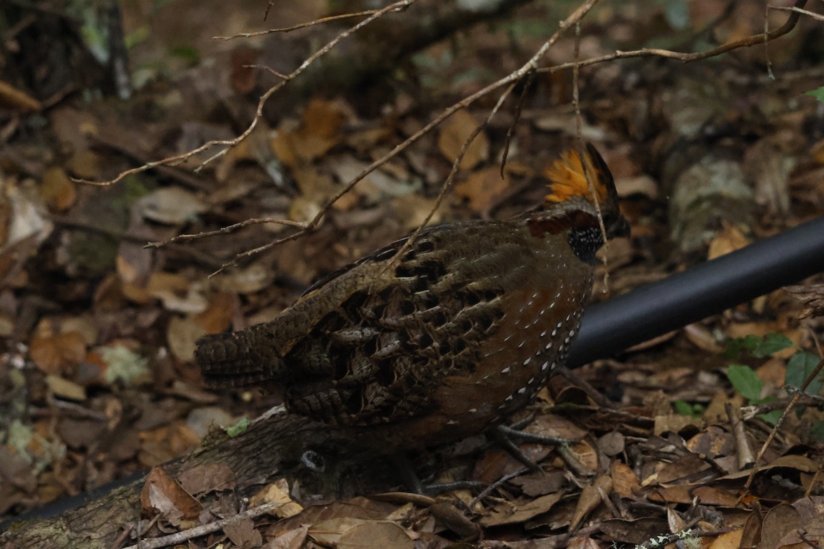 Spotted Wood-Quail - ML647841135