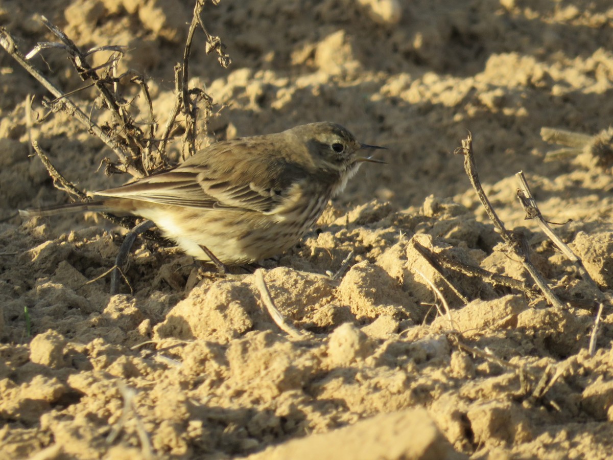 פפיון אמריקני - ML647841136