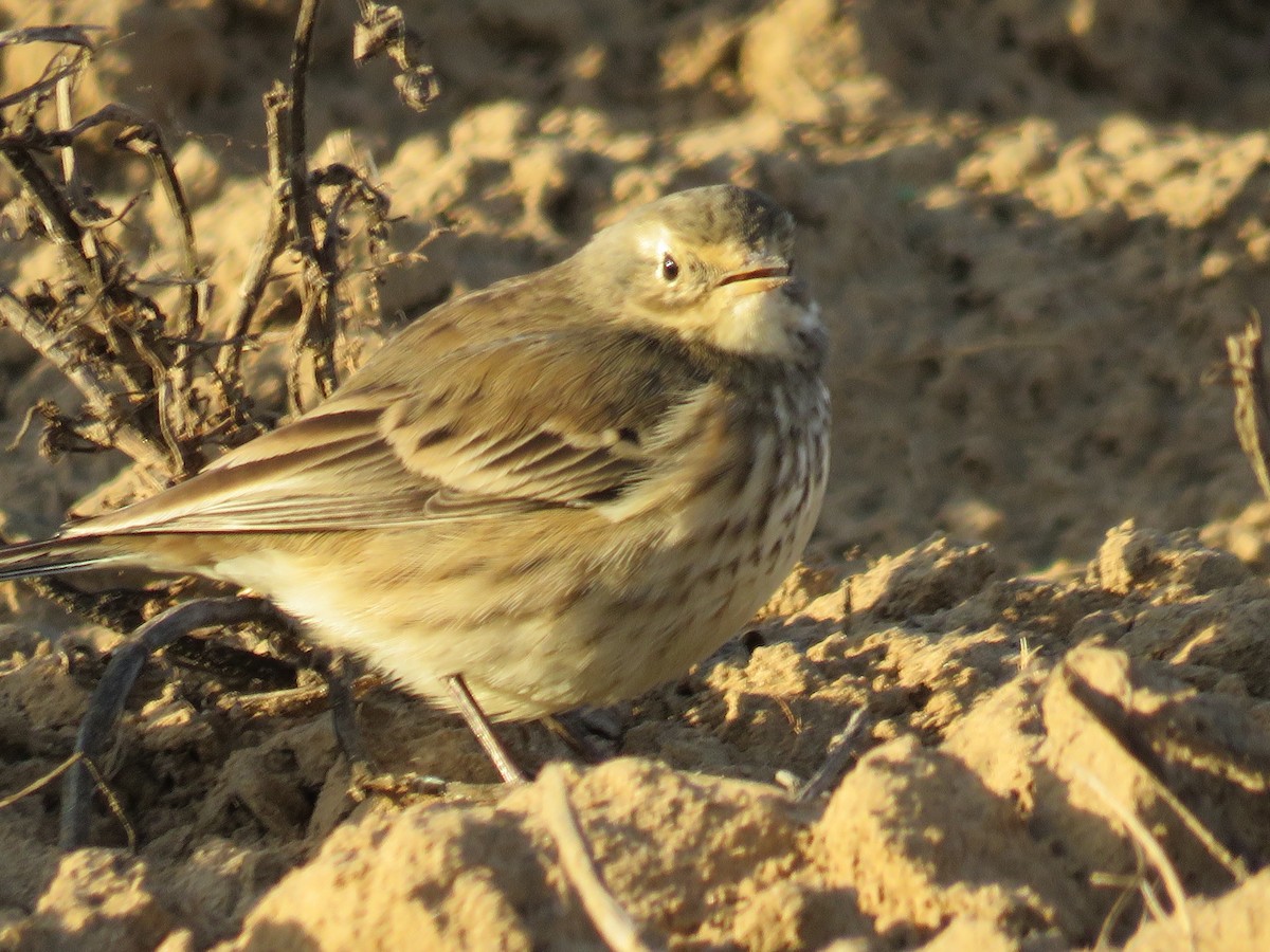 פפיון אמריקני - ML647841137