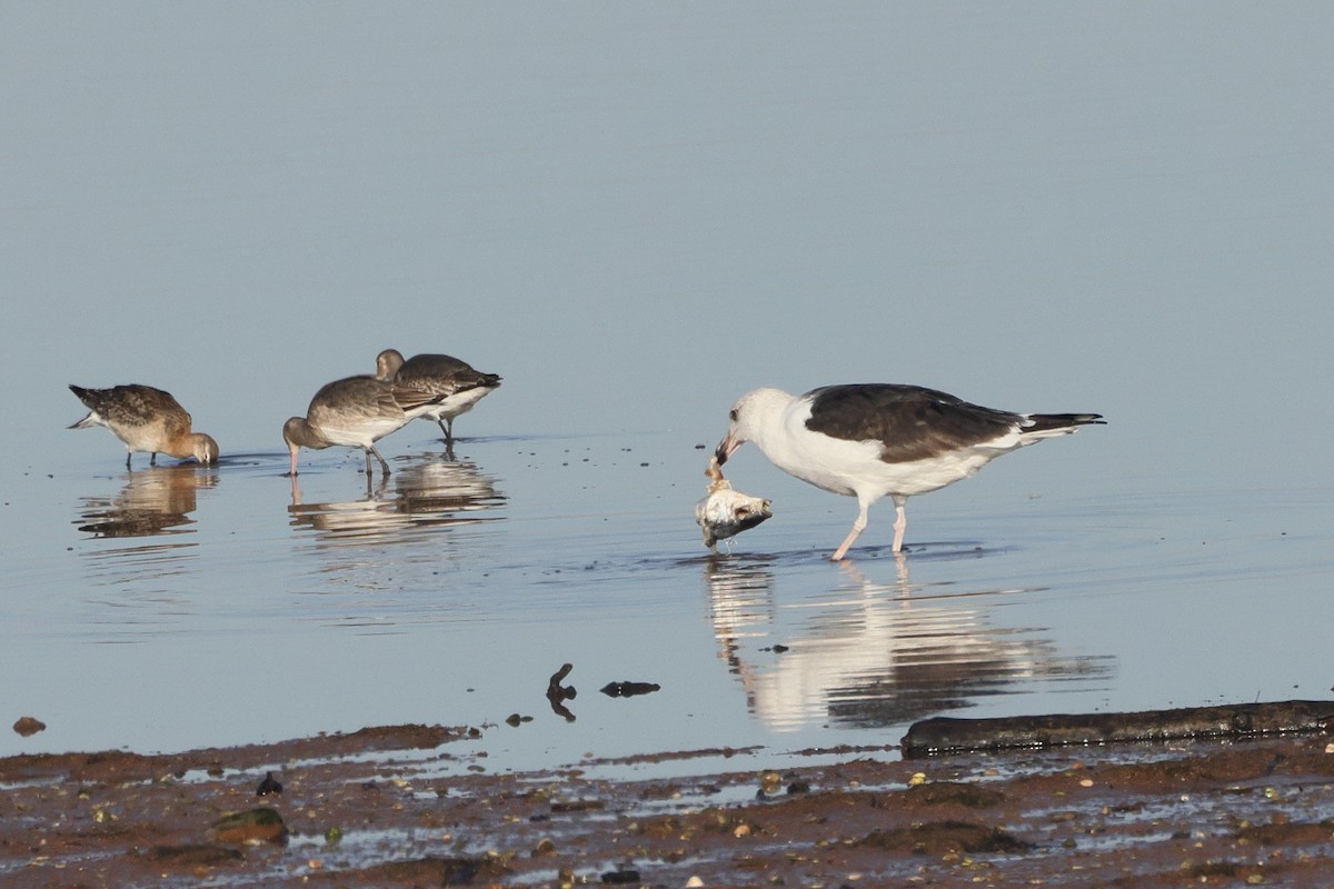 שחף שחור - ML647841139