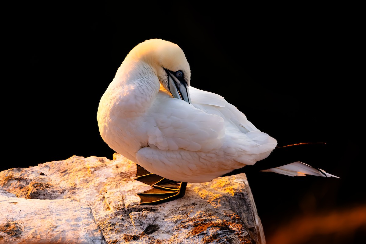 סולה מצויה - ML647841146