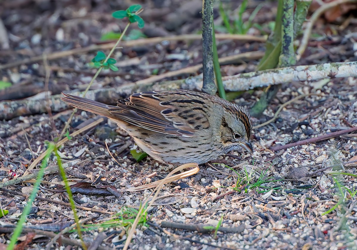 Lincoln's Sparrow - ML647841147