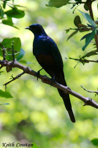 Meves's Starling (Meves's) - ML647841148