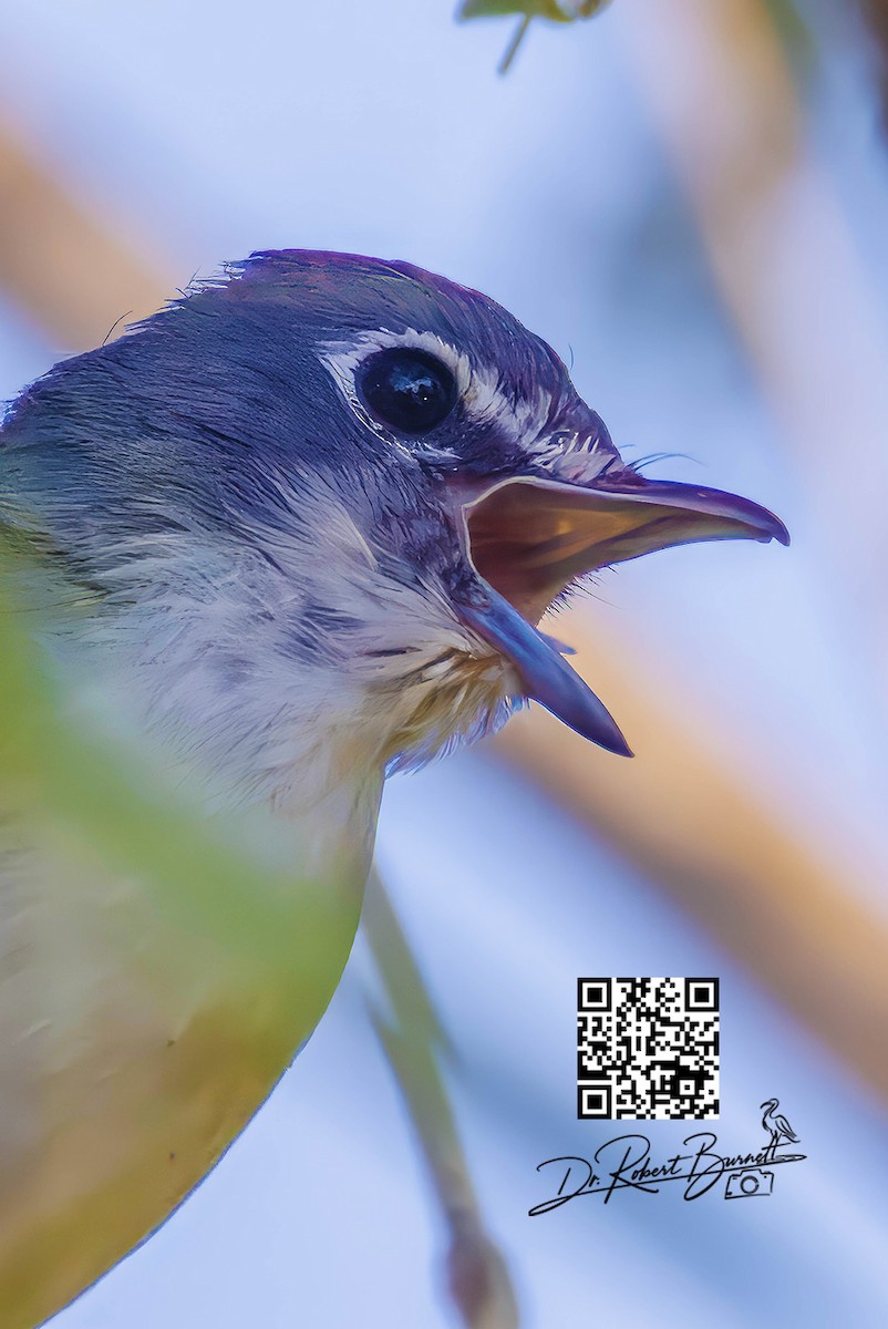 Blue-headed Vireo - ML647841155