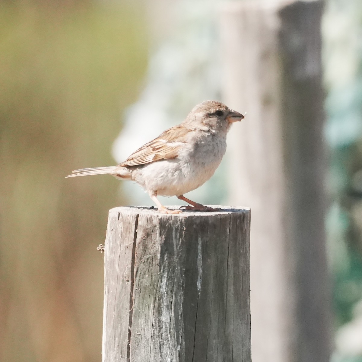 vrabec domácí - ML647841158