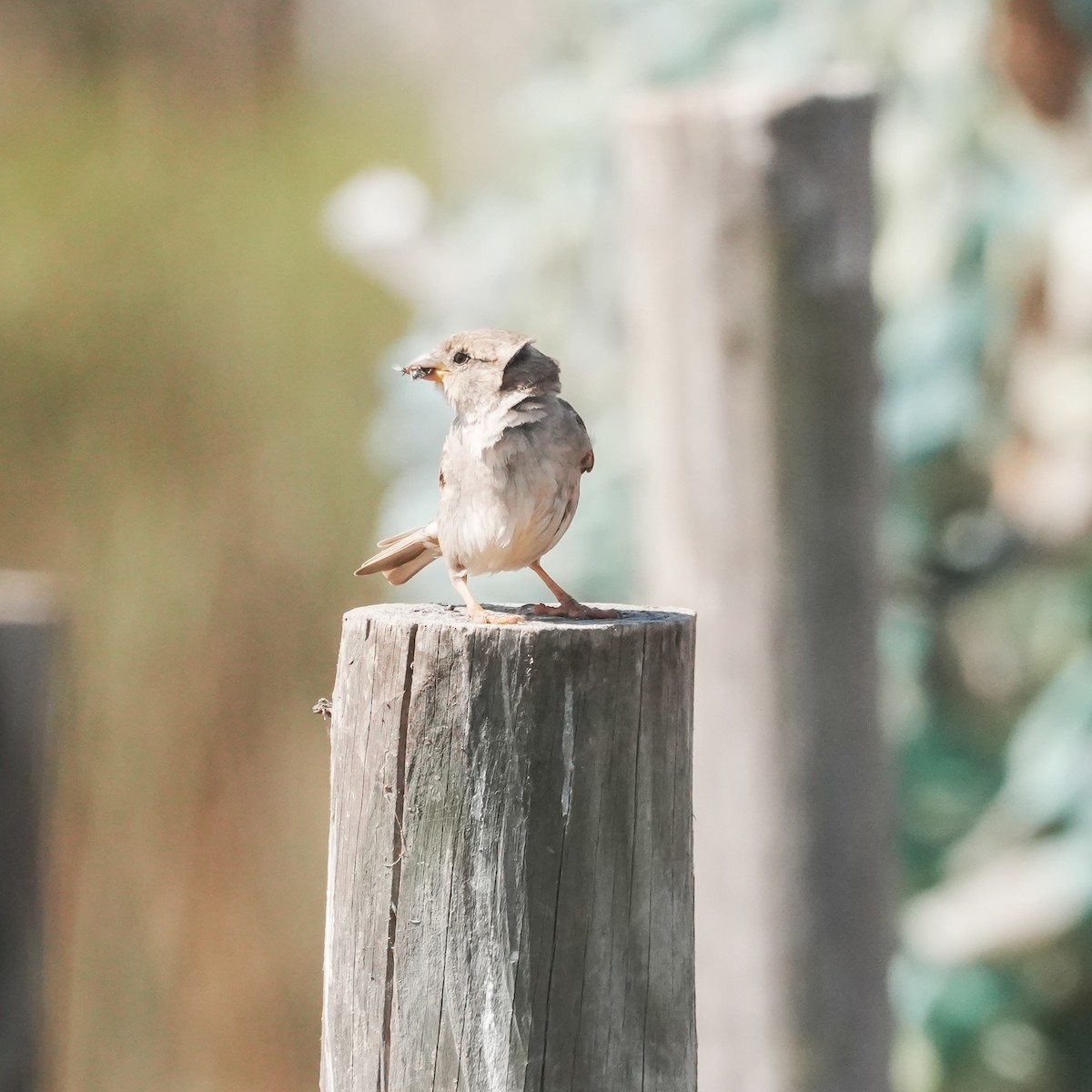 vrabec domácí - ML647841159