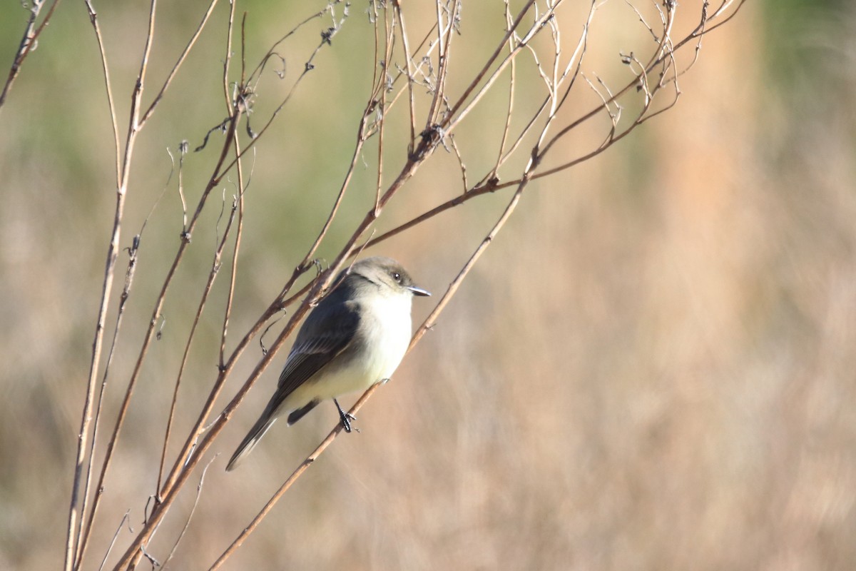 Mosquero Fibí - ML647841160