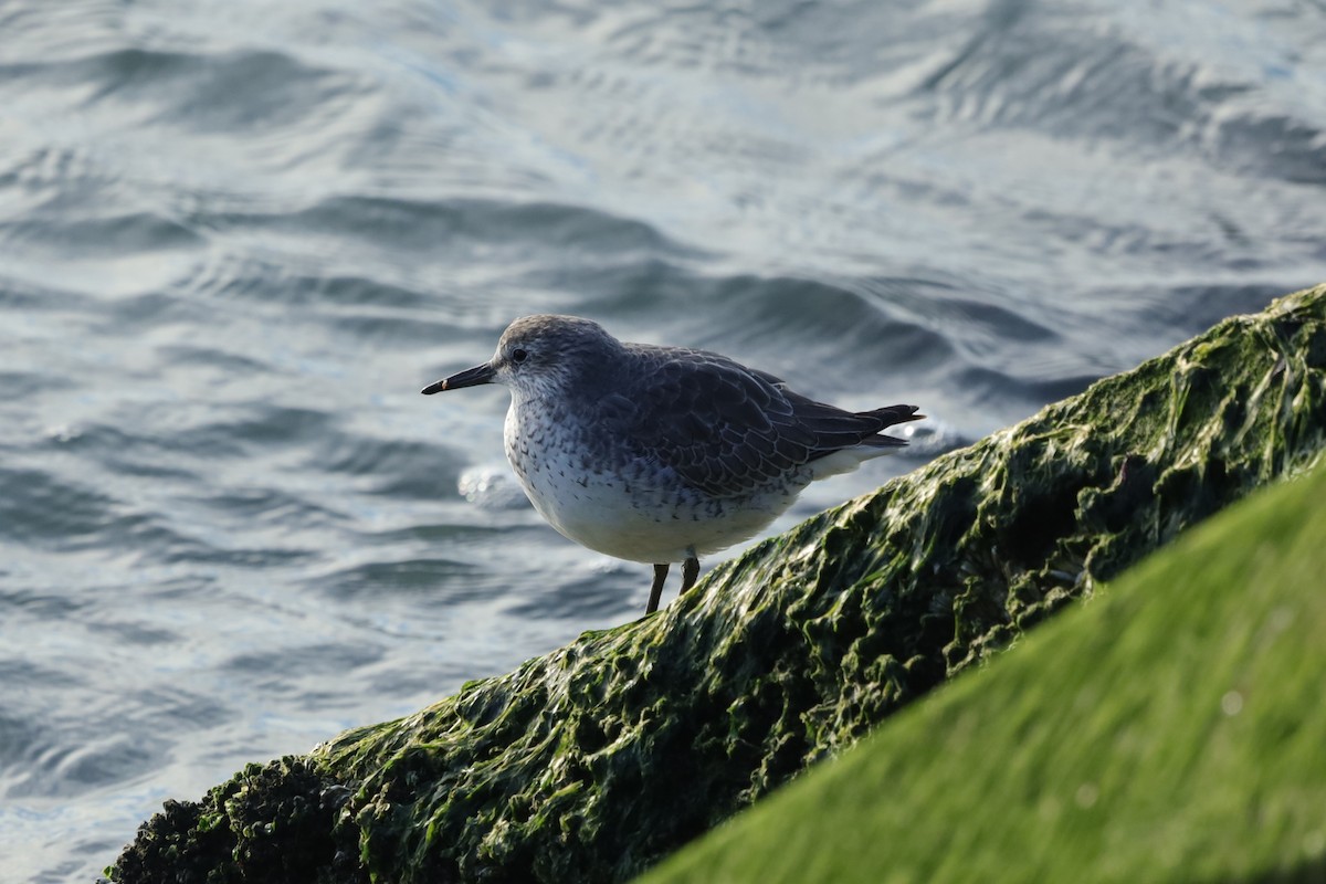 Bécasseau maubèche - ML647841190