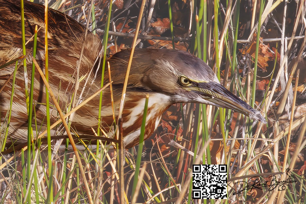 Бугай американський - ML647841214