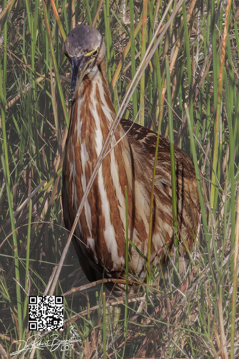 Бугай американський - ML647841215