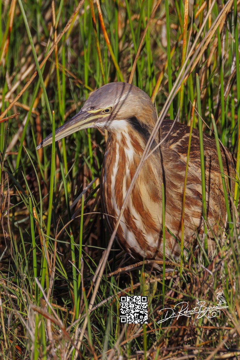 Бугай американський - ML647841216