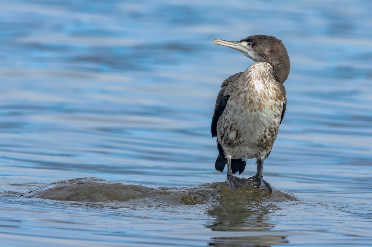 Pied Cormorant - ML647841218