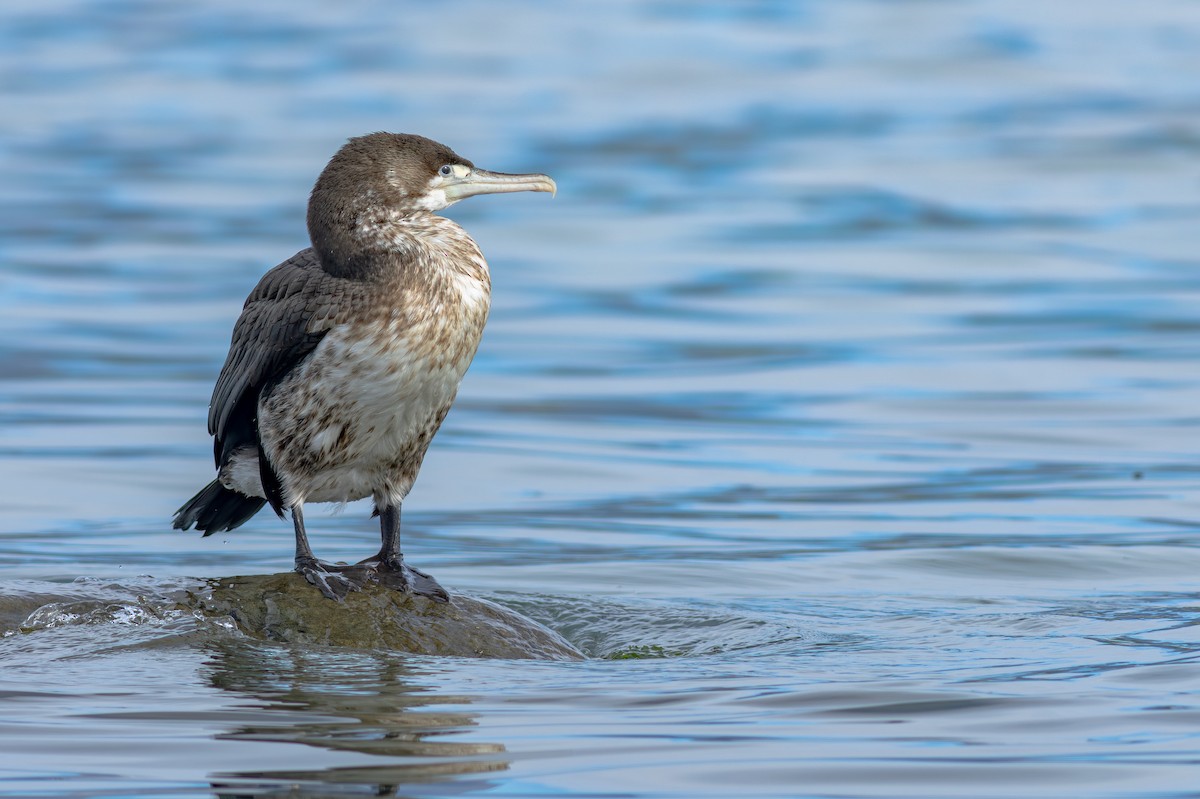 Pied Cormorant - ML647841219