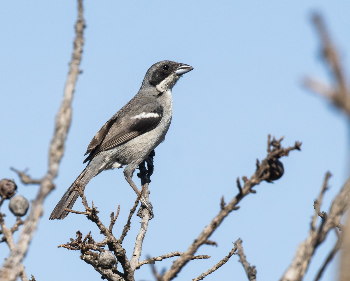 White-banded Tanager - ML647841225