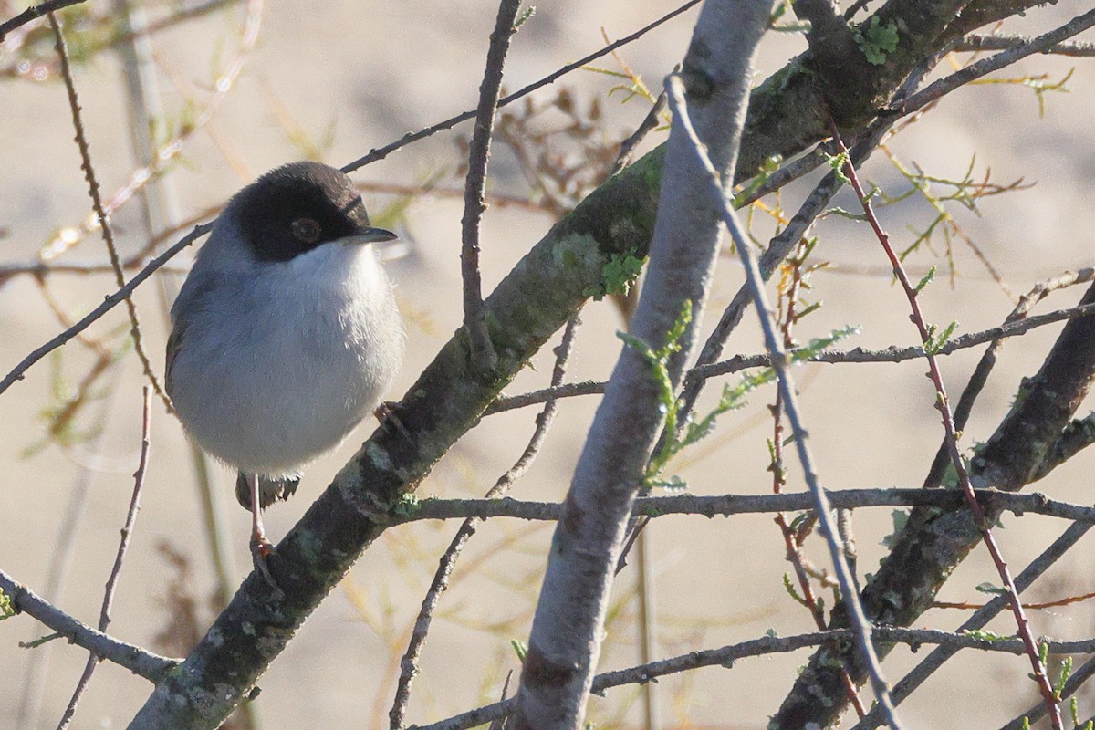 Txinbo burubeltza - ML647841237