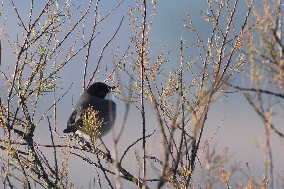 Txinbo burubeltza - ML647841238