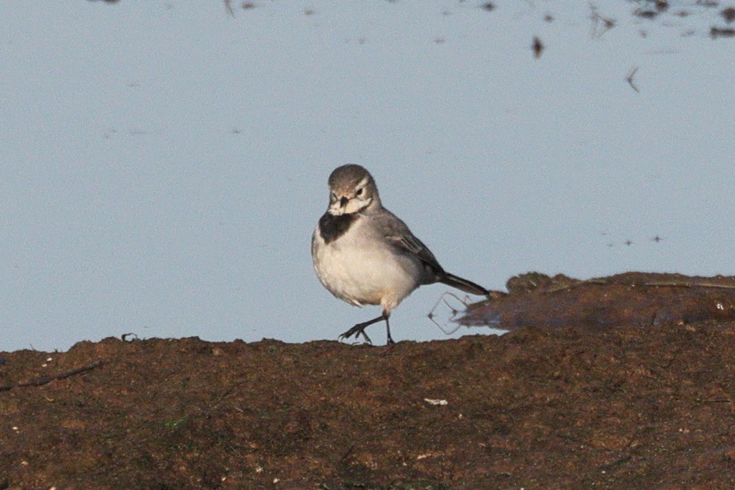 konipas bílý - ML647841254