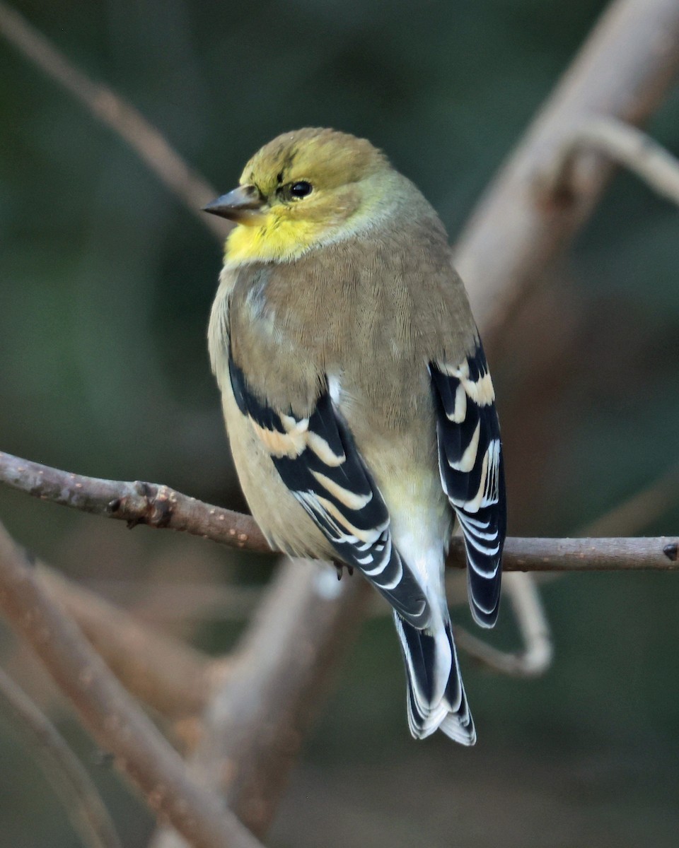 gulstillits - ML647841256