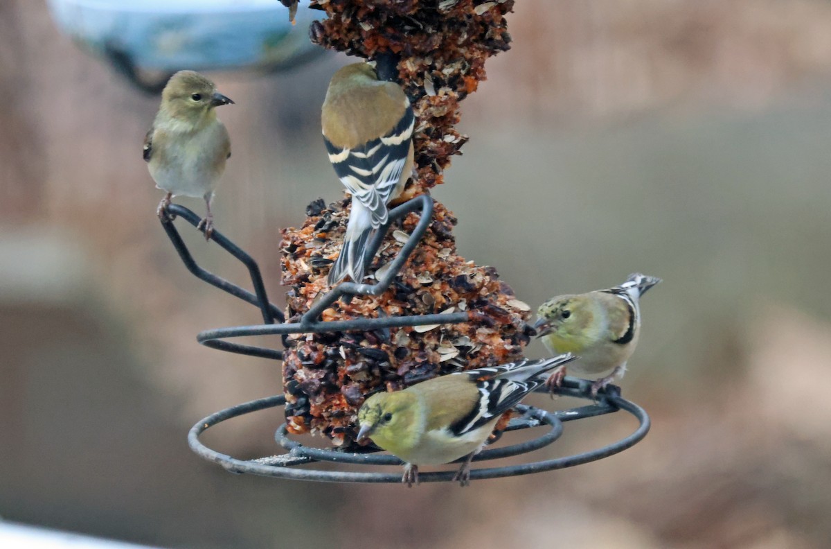 gulstillits - ML647841257