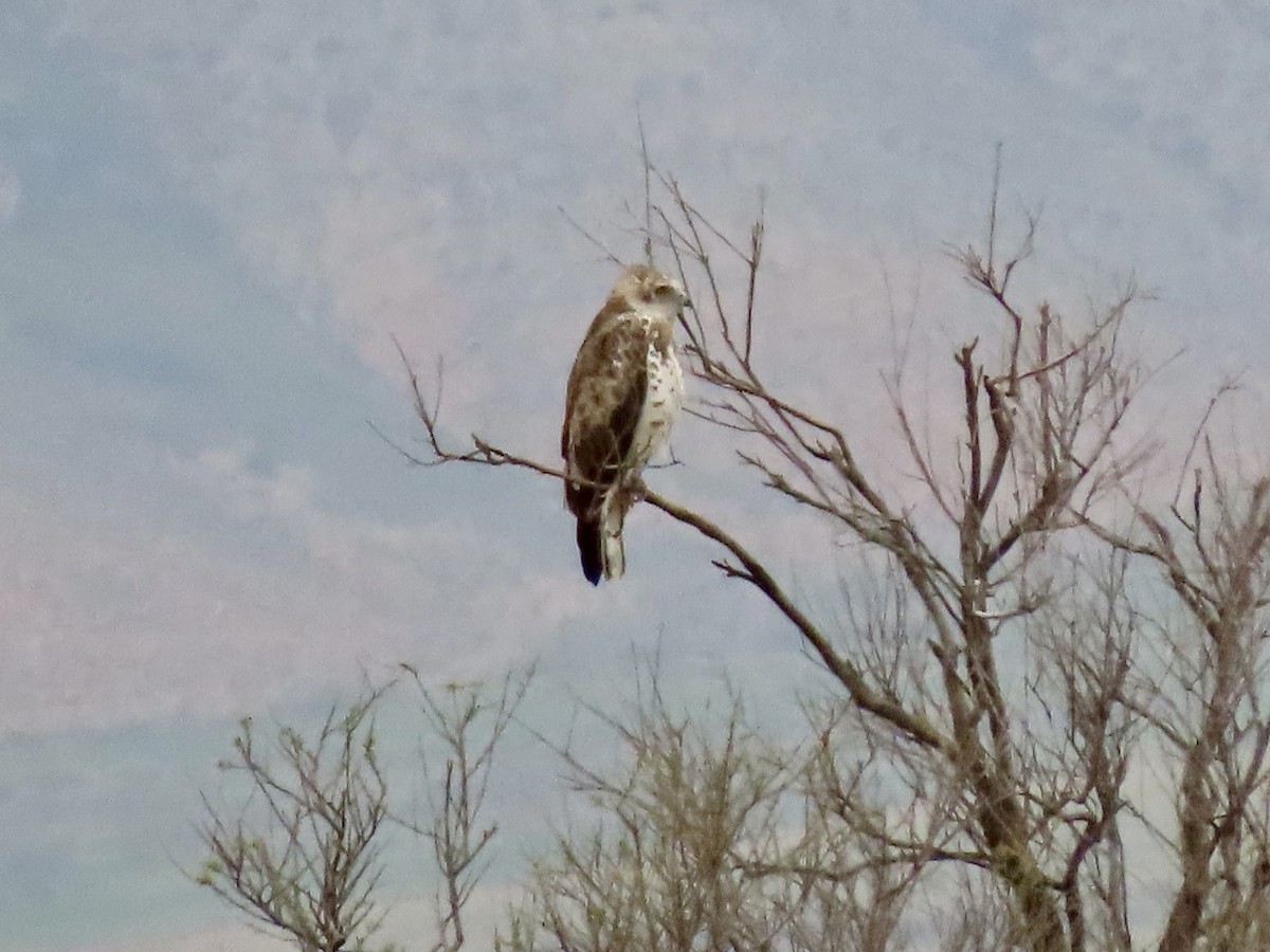 orlík krátkoprstý - ML647841258